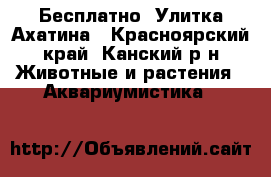 Бесплатно. Улитка Ахатина - Красноярский край, Канский р-н Животные и растения » Аквариумистика   